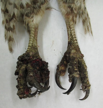Avian pox lesions on the feet of a red-tailed hawk.